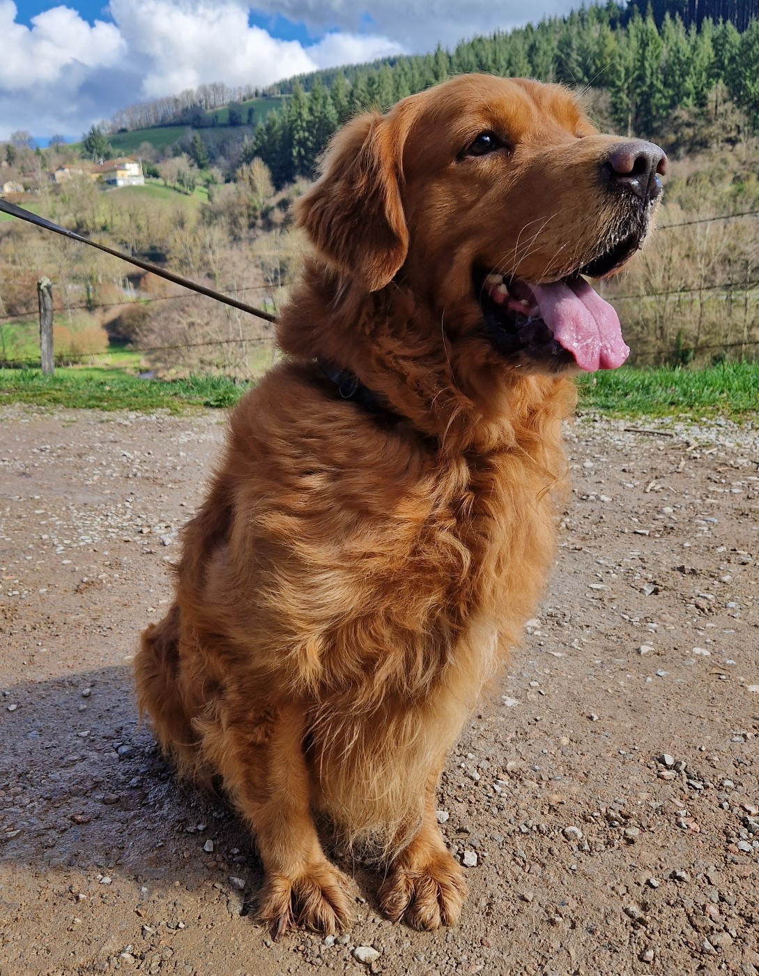 double willow Sole rosso