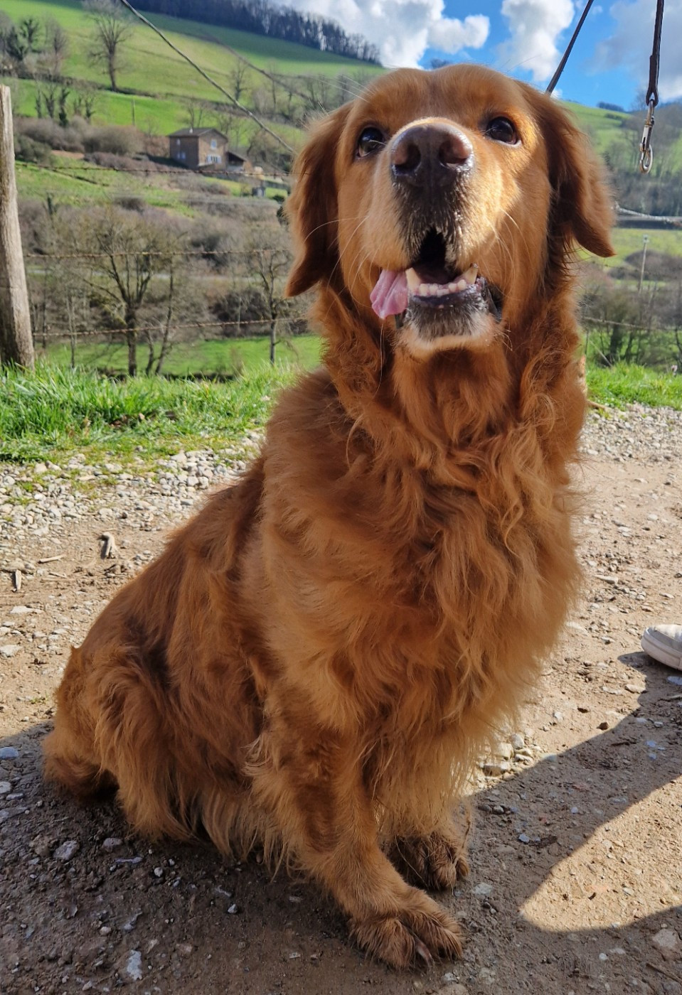 double willow Sole rosso