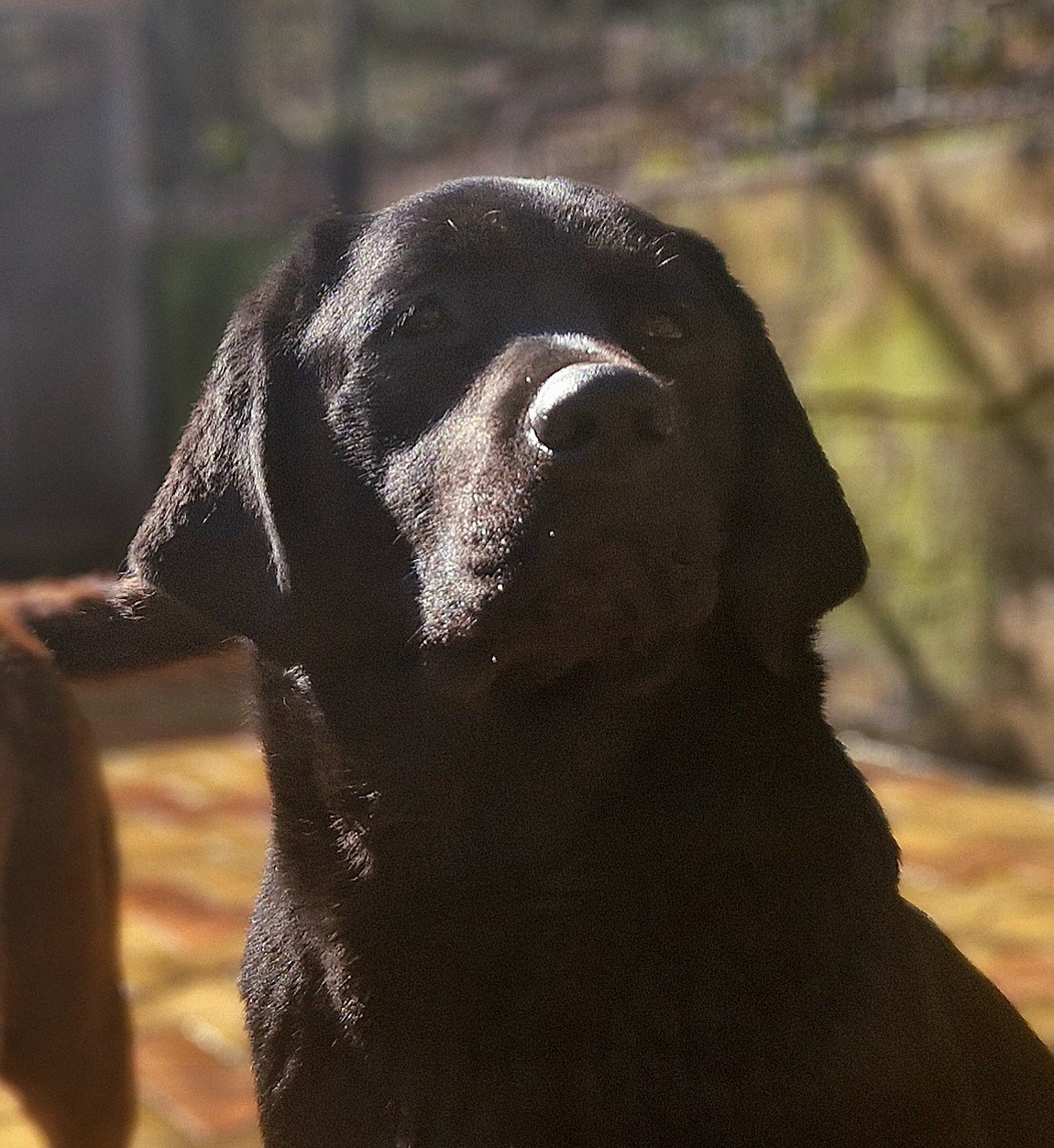 AKATSUKI NO YONA Des terres sacrees