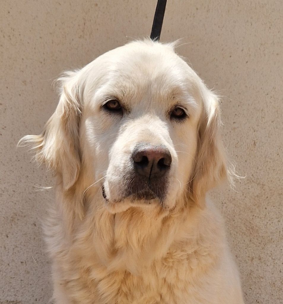 Publication : Des terres sacrees Auteur : Christelle Woivre