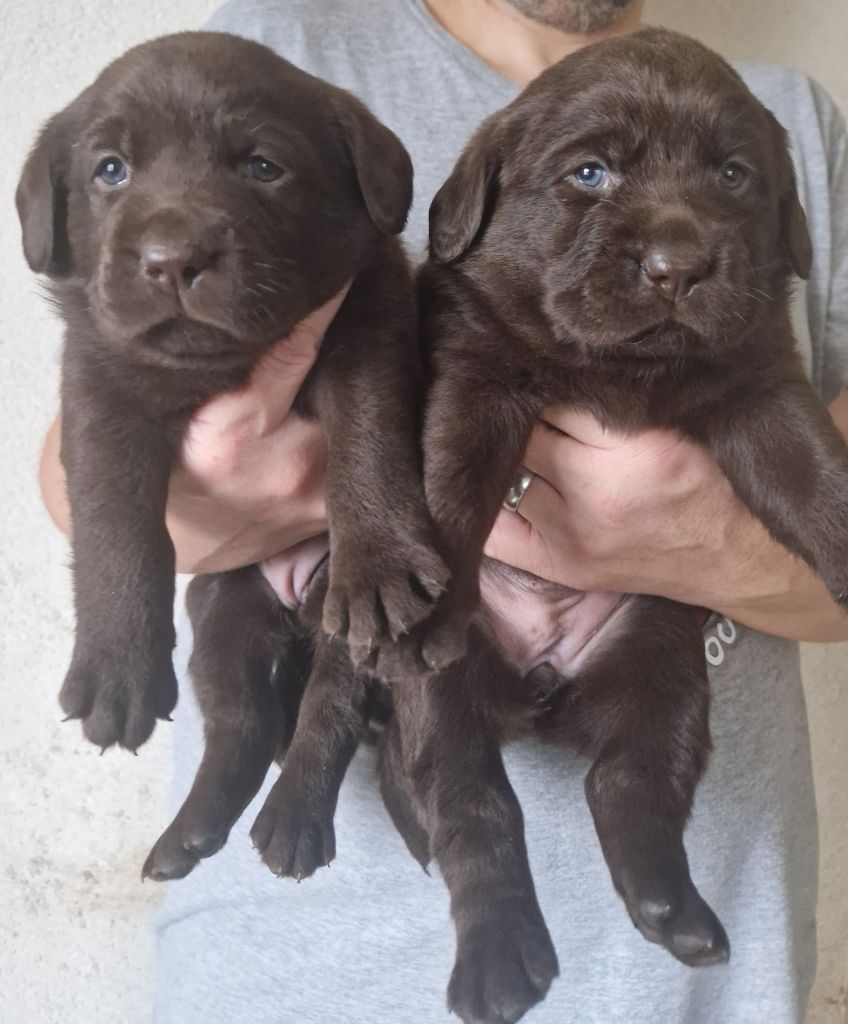 Labrador Retriever - Des terres sacrees