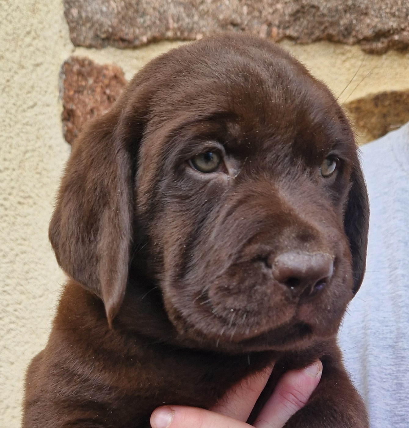 N° 1 - Labrador Retriever