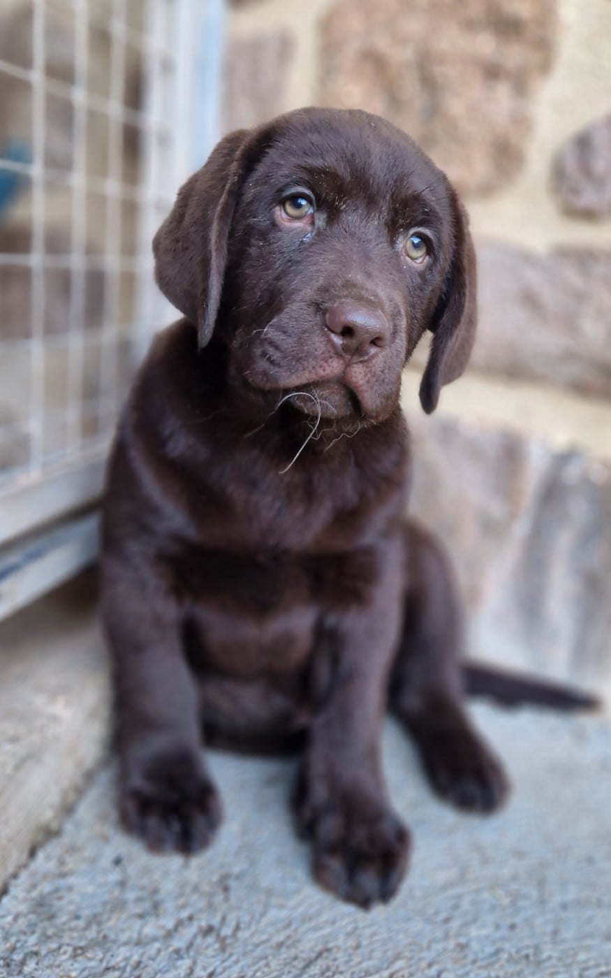 Labrador Retriever - Des terres sacrees