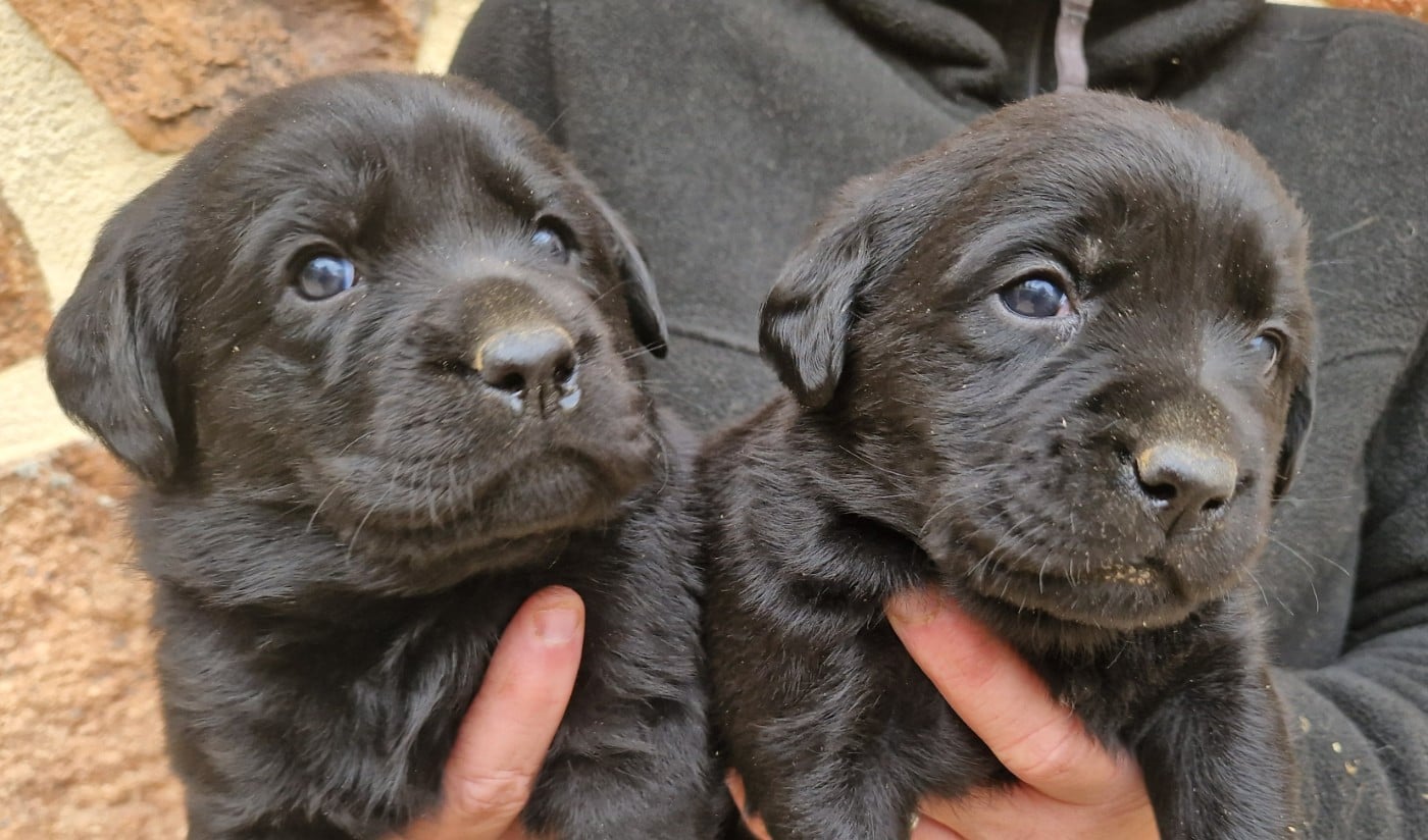 Labrador Retriever - Des terres sacrees