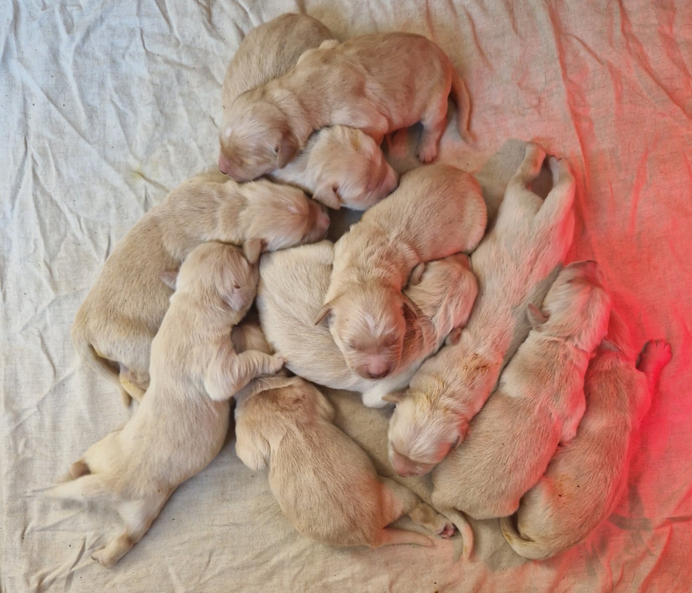 Golden Retriever - Des terres sacrees