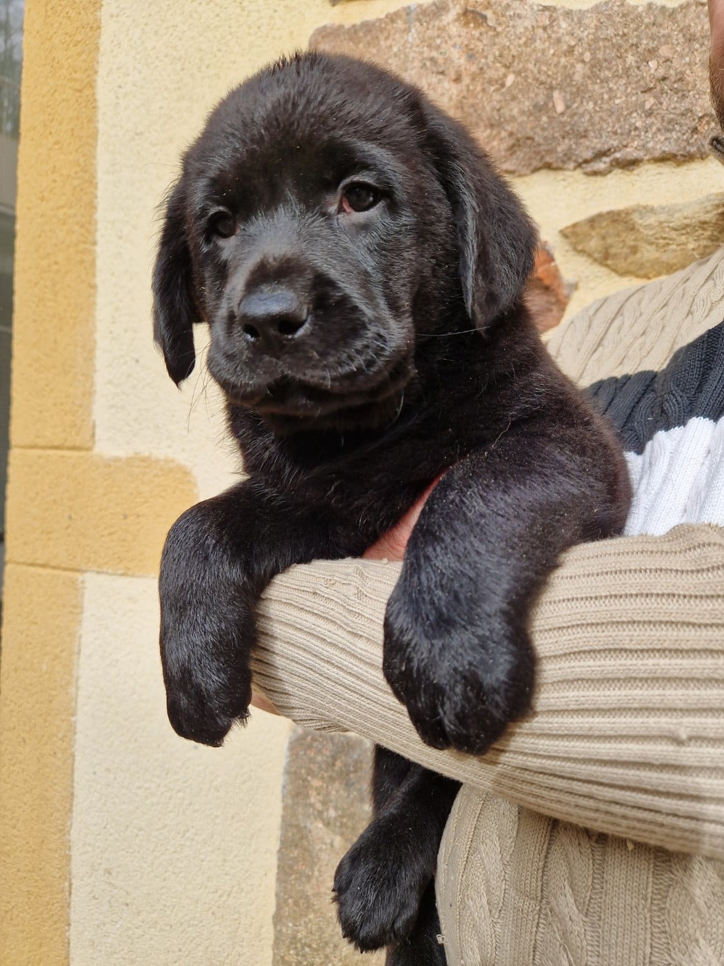 Labrador Retriever - Des terres sacrees