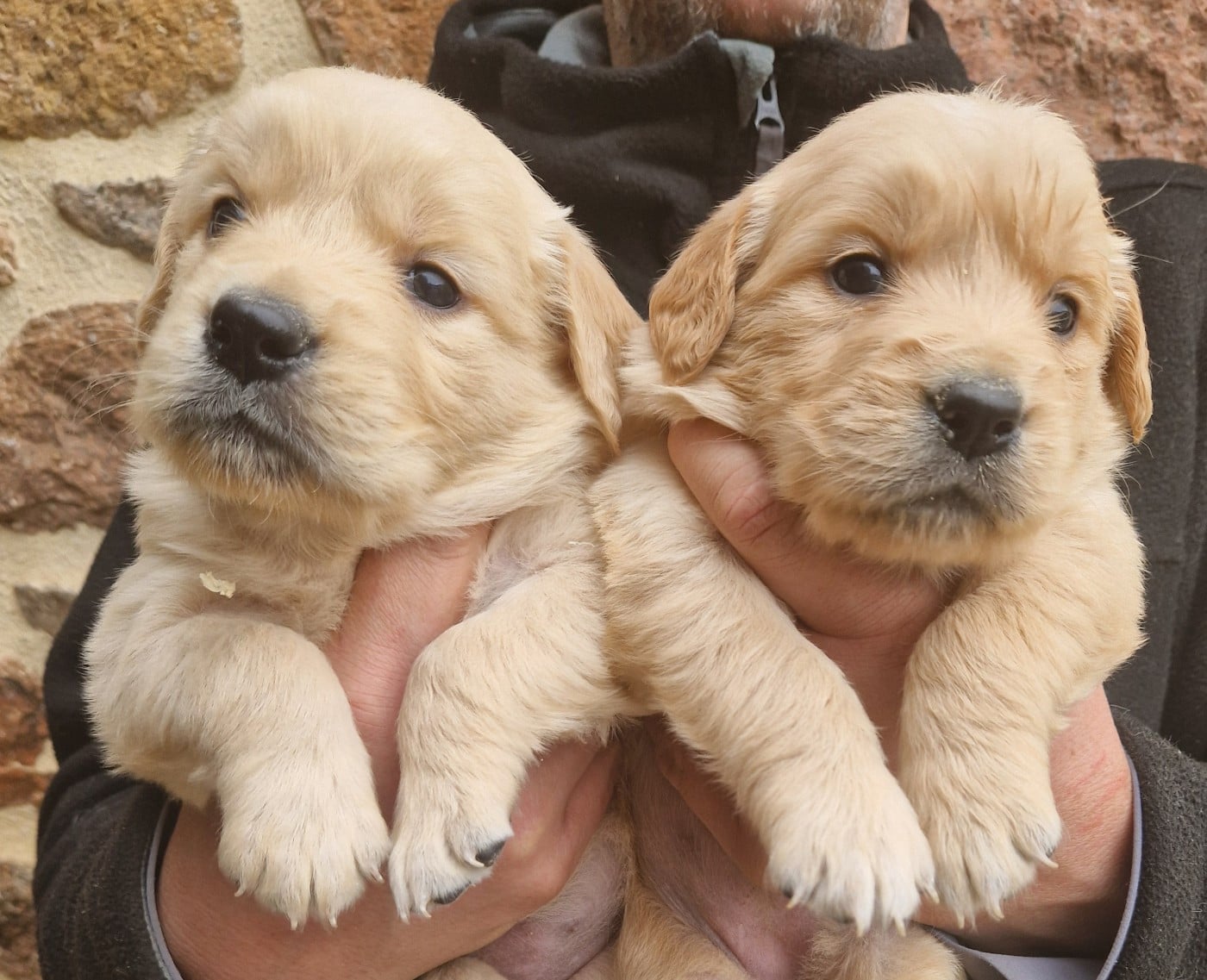 Golden Retriever - Des terres sacrees