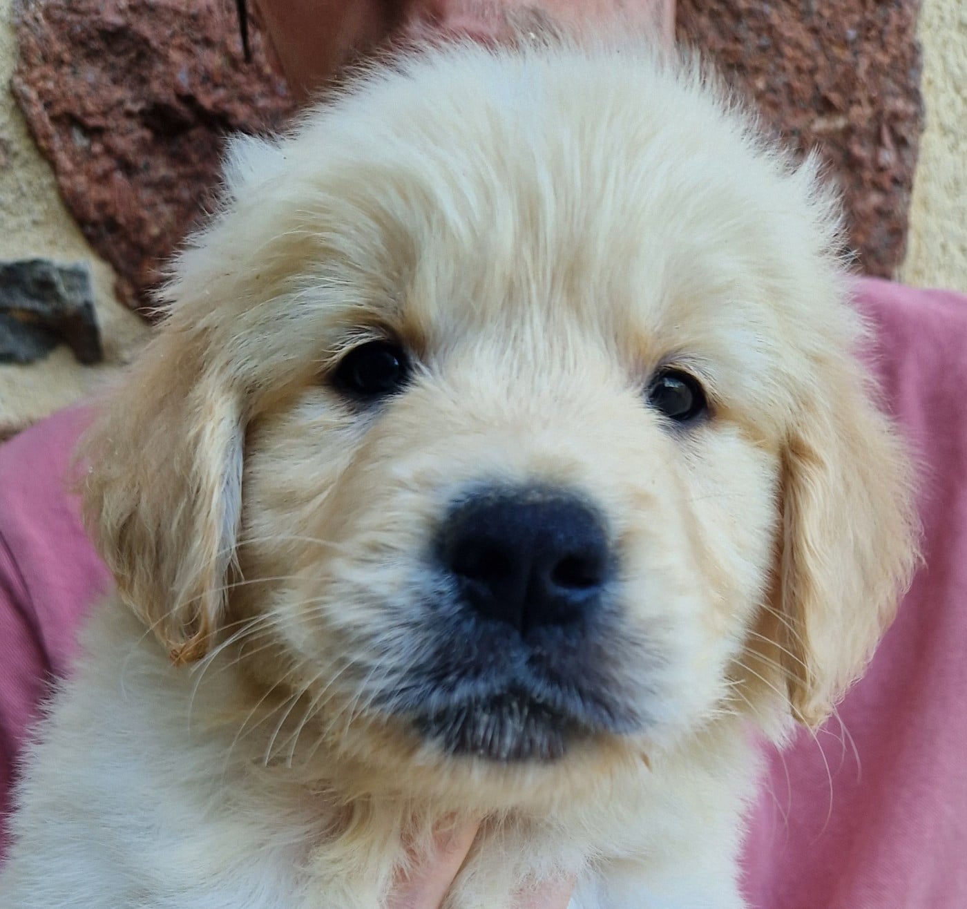 Golden Retriever - Des terres sacrees