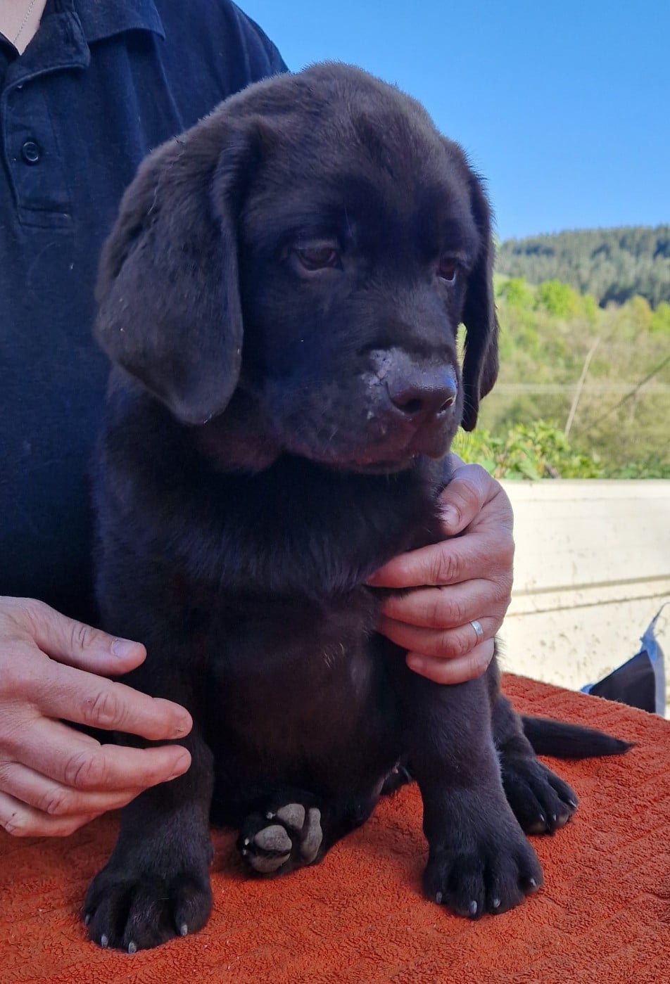 Labrador Retriever - Des terres sacrees