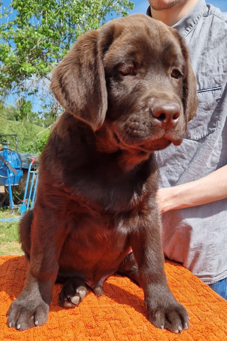 Labrador Retriever - Des terres sacrees