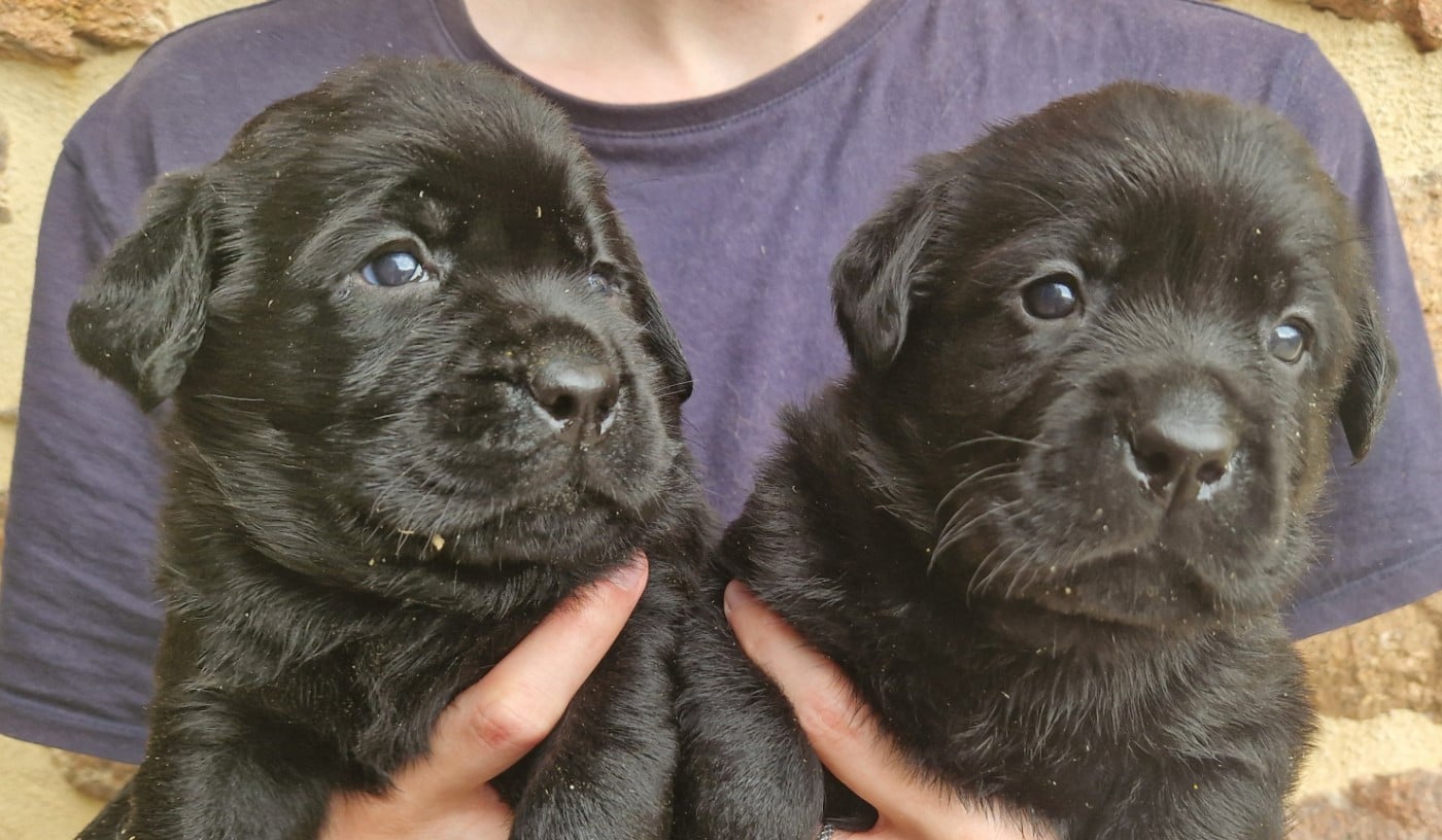 Labrador Retriever - Des terres sacrees