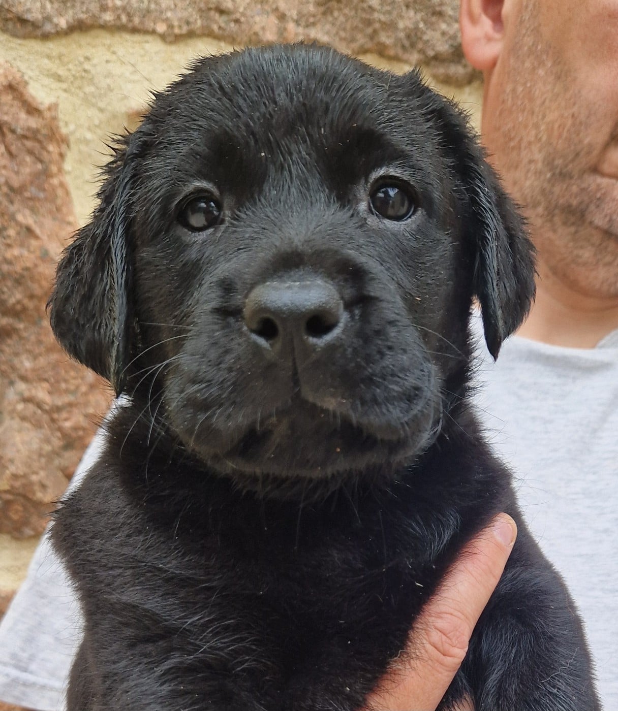 Labrador Retriever - Des terres sacrees
