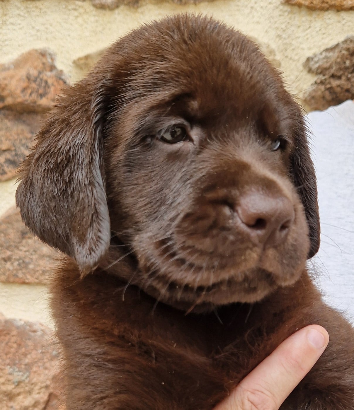 Labrador Retriever - Des terres sacrees