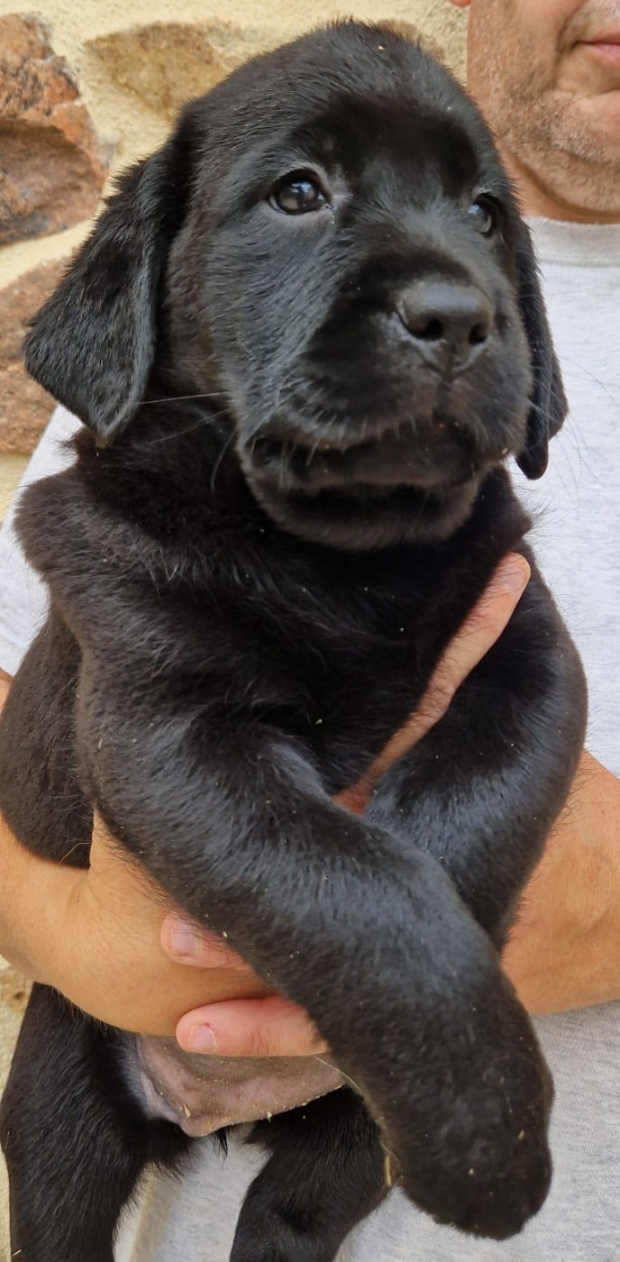 Labrador Retriever - Des terres sacrees