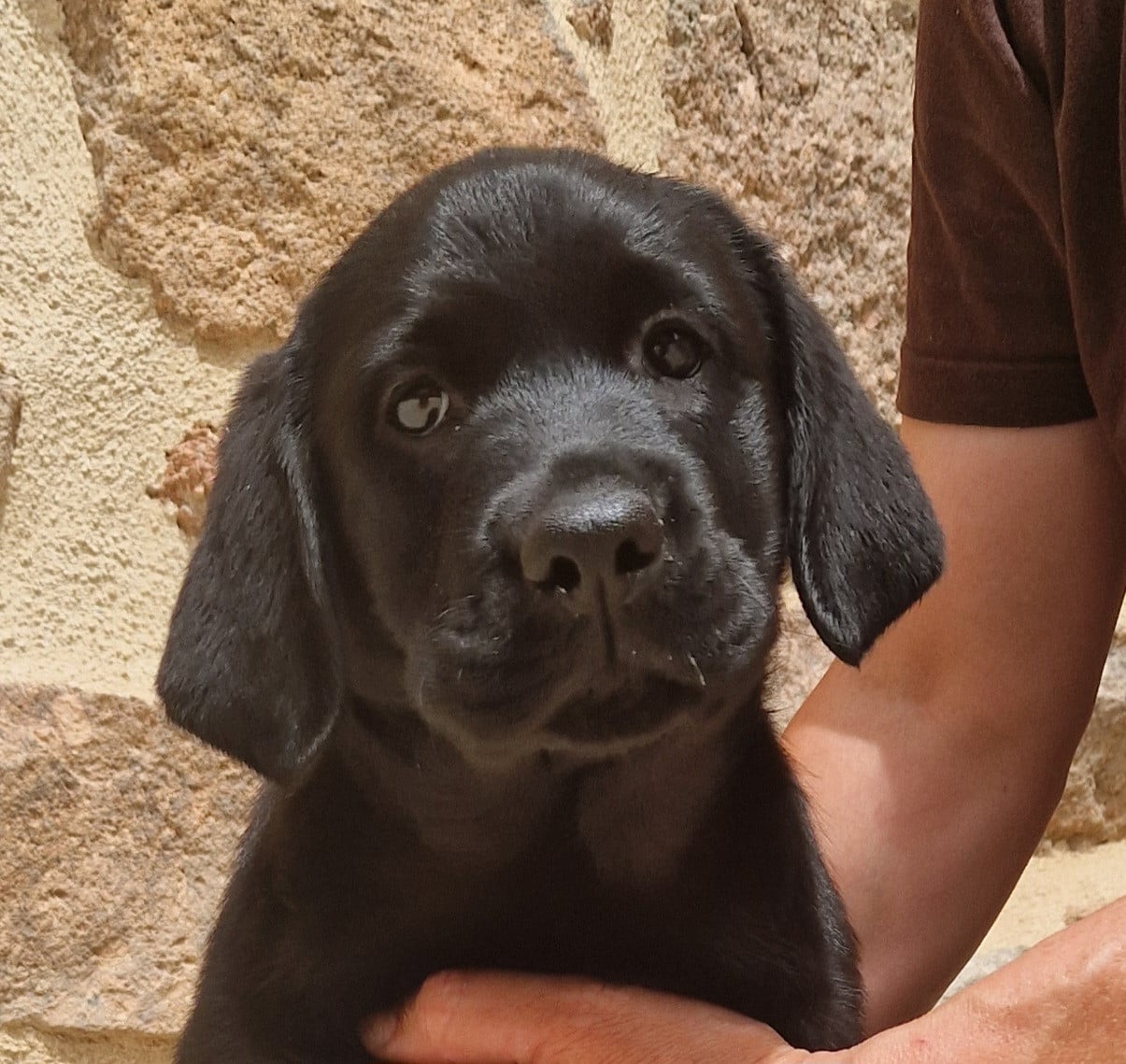 Labrador Retriever - Des terres sacrees
