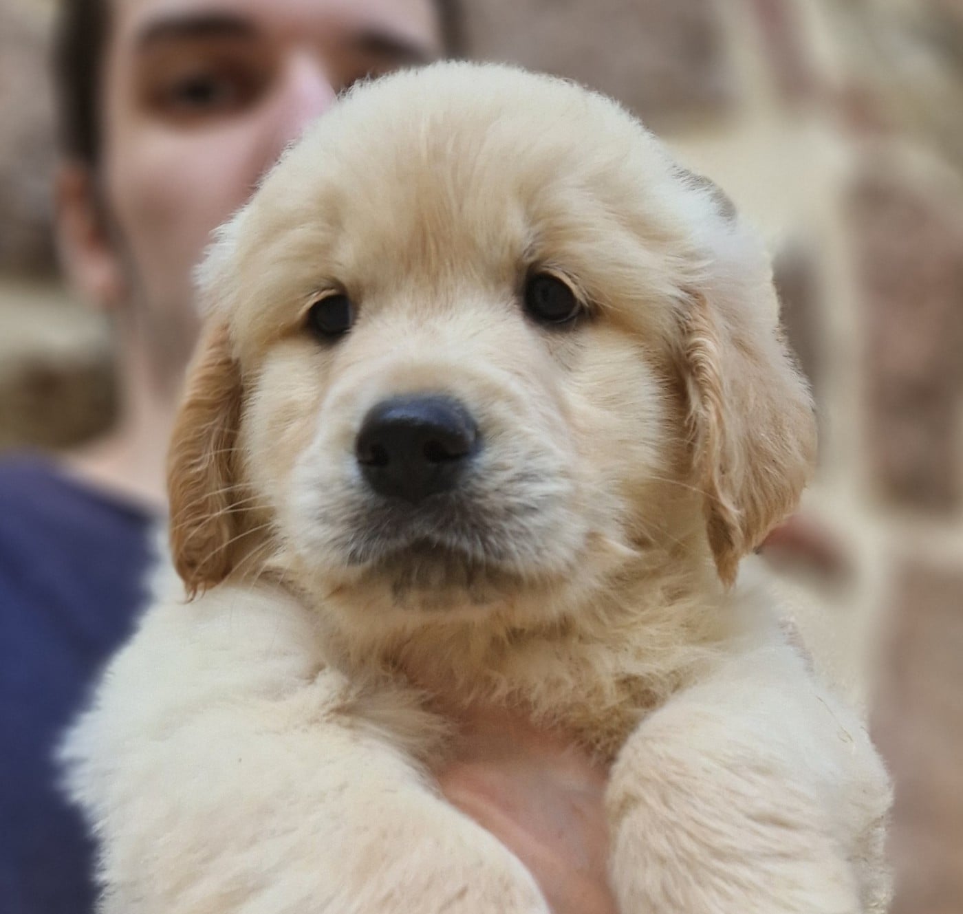 Golden Retriever - Des terres sacrees