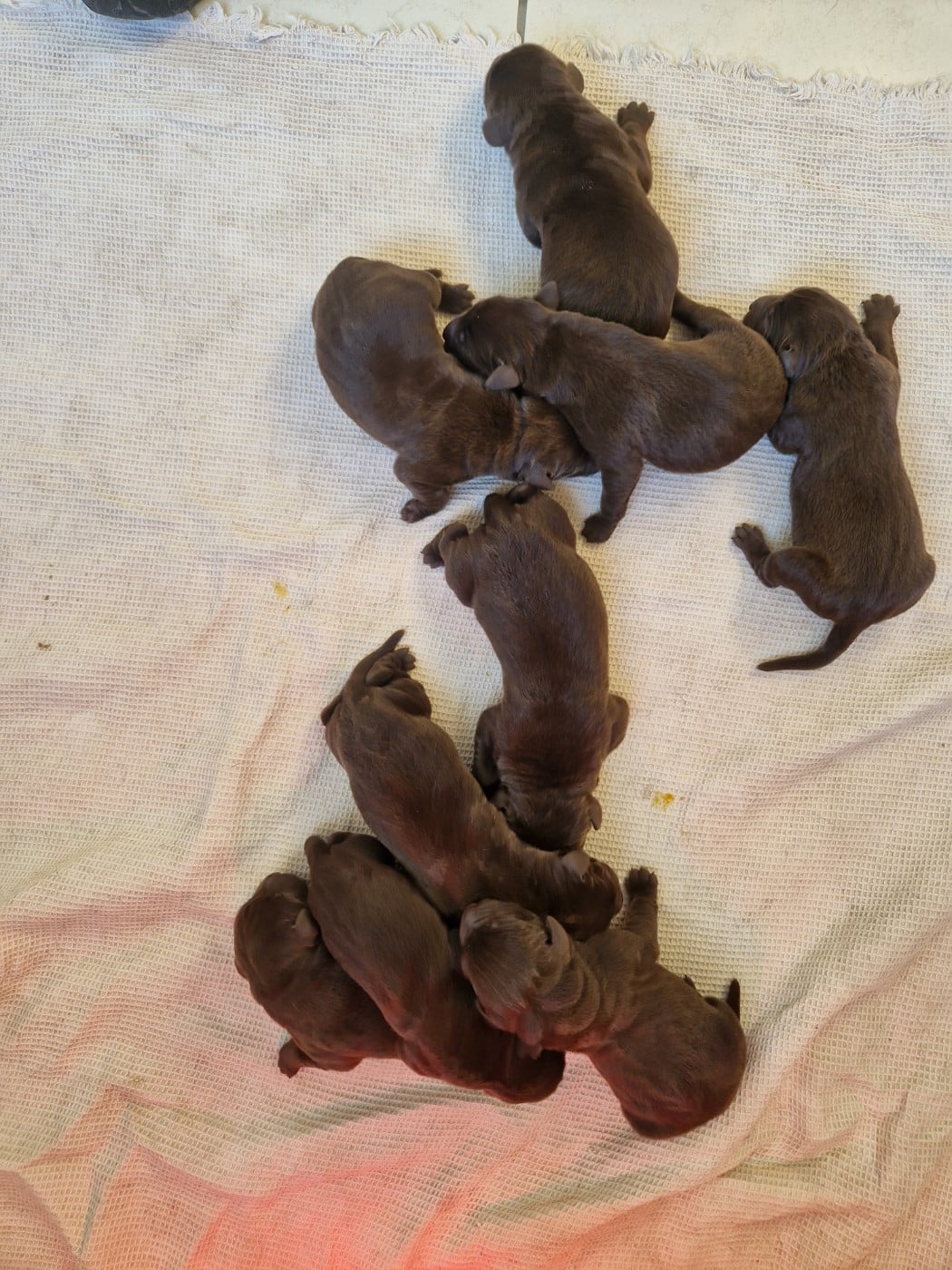 Chiot Labrador Retriever