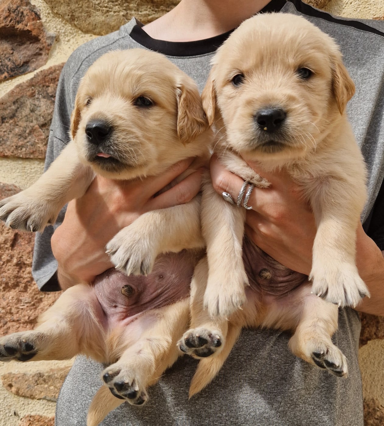 Golden Retriever - Des terres sacrees