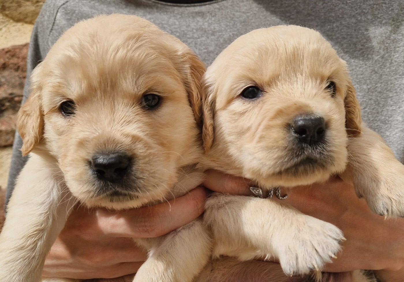 CHIOT 6 - Golden Retriever