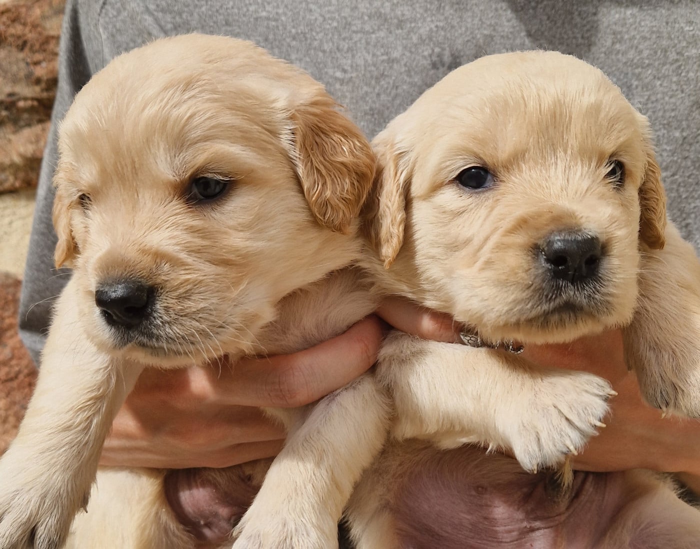 CHIOT 2 - Golden Retriever