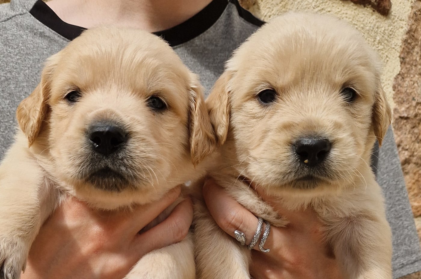 CHIOT 3 - Golden Retriever