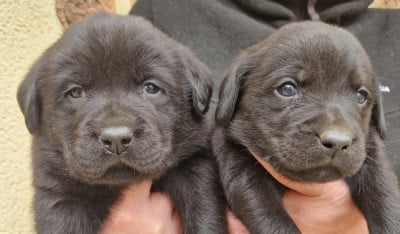 Les chiots de Labrador Retriever