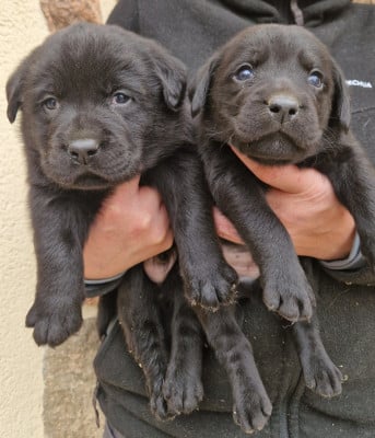 Les chiots de Labrador Retriever