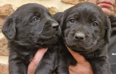 Les chiots de Labrador Retriever