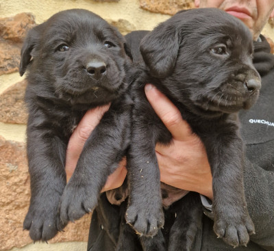 Les chiots de Labrador Retriever