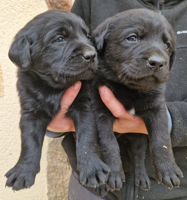 Les chiots de Labrador Retriever