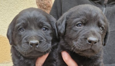 Les chiots de Labrador Retriever