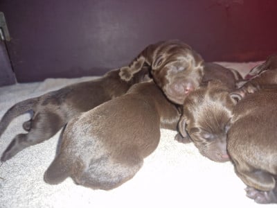Les chiots de Labrador Retriever