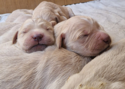 Les chiots de Golden Retriever