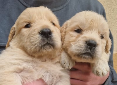 Les chiots de Golden Retriever