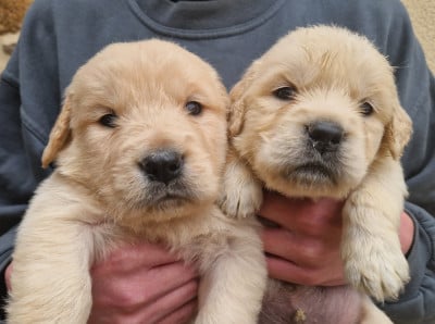 Les chiots de Golden Retriever