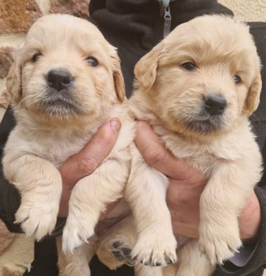 Les chiots de Golden Retriever