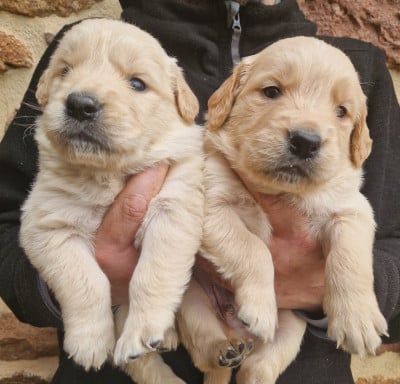 Les chiots de Golden Retriever