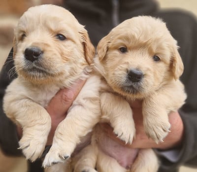 Les chiots de Golden Retriever