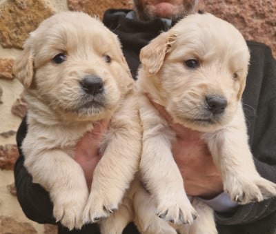 Les chiots de Golden Retriever