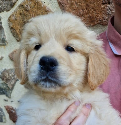 Les chiots de Golden Retriever