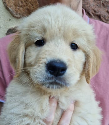 Les chiots de Golden Retriever