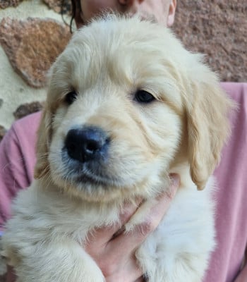 Les chiots de Golden Retriever