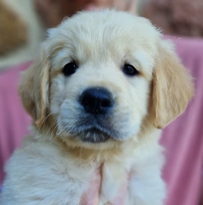 Les chiots de Golden Retriever