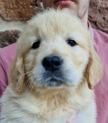 Les chiots de Golden Retriever