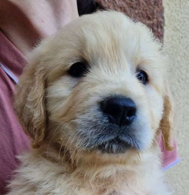 Les chiots de Golden Retriever