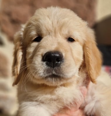 Les chiots de Golden Retriever
