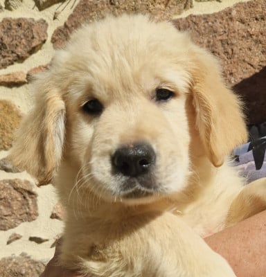 Les chiots de Golden Retriever