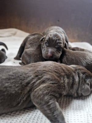 CHIOT 1 - Labrador Retriever