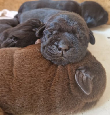 Marron 2 - Labrador Retriever