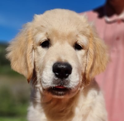 Les chiots de Golden Retriever
